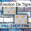Érection De Tigre 25